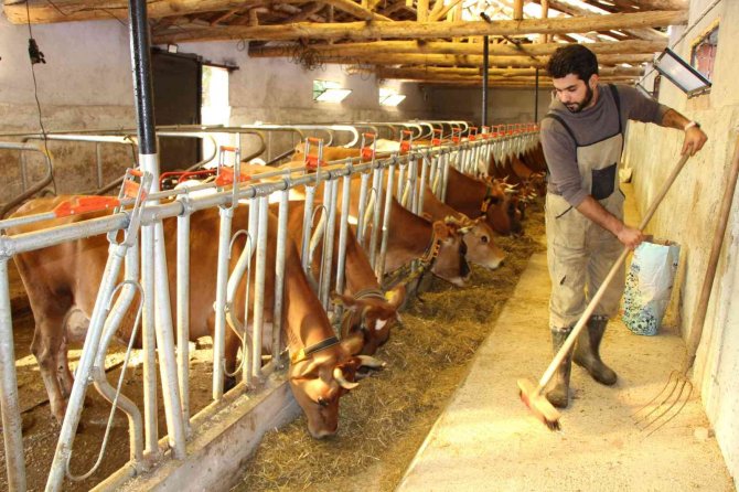 Üniversiteden Mezun Olup Döndüğü Köyünde Süt Çiftliği Kurdu