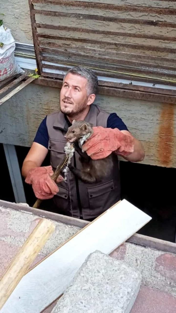 Yağmur Suyu Mazgalına Sıkışan Sansar Kurtarıldı