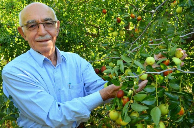 ‘Ölümsüzlük Meyvesi’ Hünnap Yüz Güldürüyor