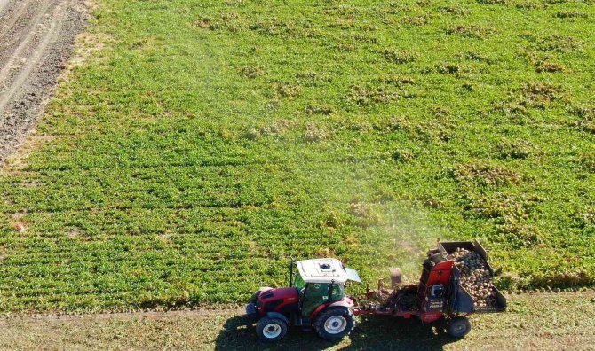 Erzincan’da Şeker Pancarı Hasatı Başladı