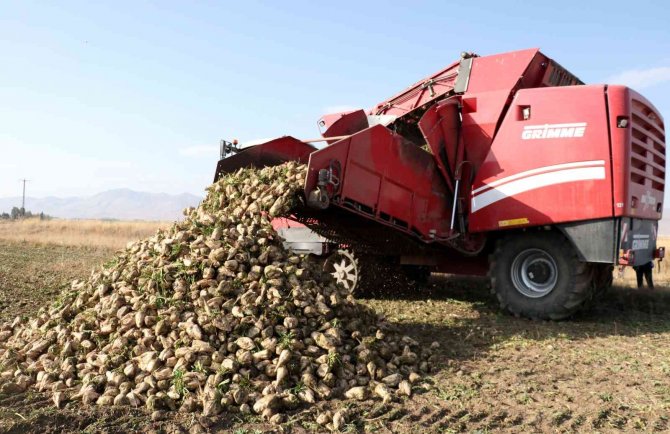 Erzincan’da Şeker Pancarı Hasatı Başladı