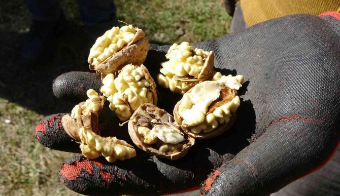 Erzincan’ın Sancak Kenti Kemah: 32 Bin Ceviz Ağacı Yetiştiriciliği İle Ekonomiye Katkı Sağlıyor