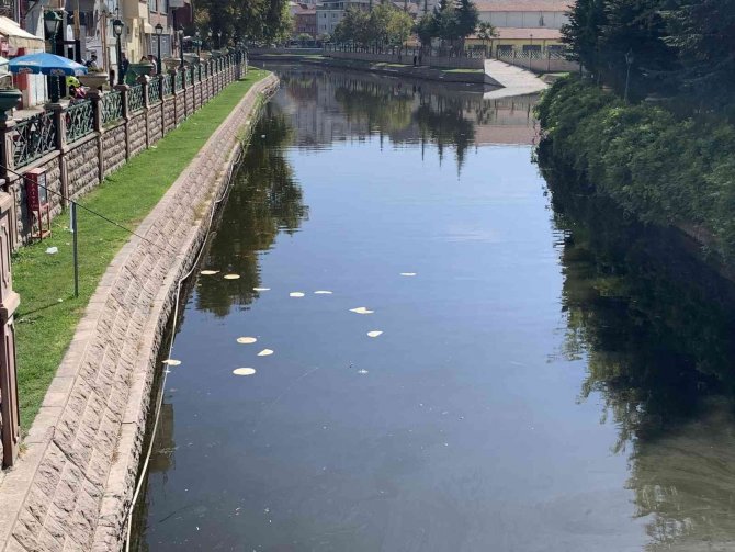 Porsuk’a Atılan Ekmekler ‘Pes’ Dedirtti