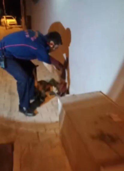 Anne Kedinin Yavrusuna Kavuşma Anı