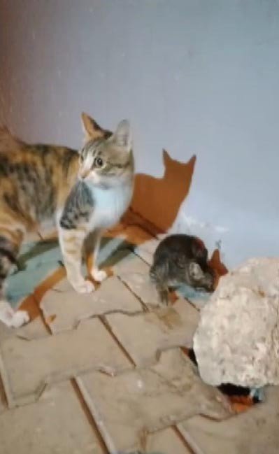 Anne Kedinin Yavrusuna Kavuşma Anı