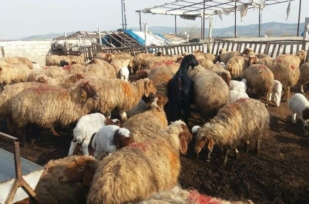 Üretim Tamamlandı, Göçerler Yaylalardan İndi