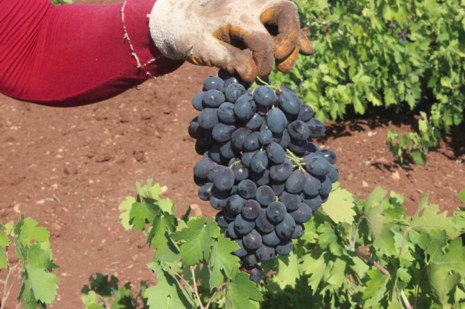 Kilis’te Üzüm Hasadının Sonuna Gelindi