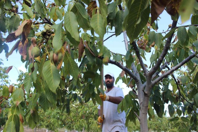 Buğday Ve Cevizde Verim Arttı, Ayçiçeği Ve Mısırda Yüzde 1 Kayıp