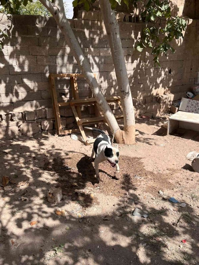 Konya’da Pitbull Besleyen 3 Kişiye Toplam 44 Bin 946 Lira Ceza