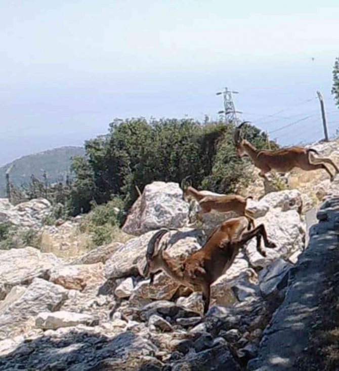 Dağ Keçileri Sürekli İzleniyor