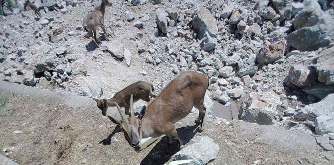 Dağ Keçileri Sürekli İzleniyor
