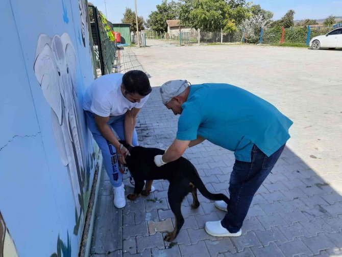 Ücretsiz Kuduz Aşısına Hayvanseverlerden Büyük İlgi