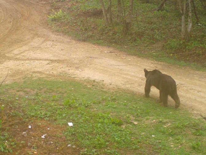 Sakarya’da Ayı Ve Çakal Sürüsü Fotokapana Takıldı