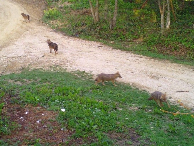 Sakarya’da Ayı Ve Çakal Sürüsü Fotokapana Takıldı
