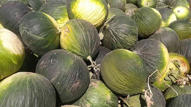 Bir Römork Dolusu Kavun Dakikalar İçinde Tükendi