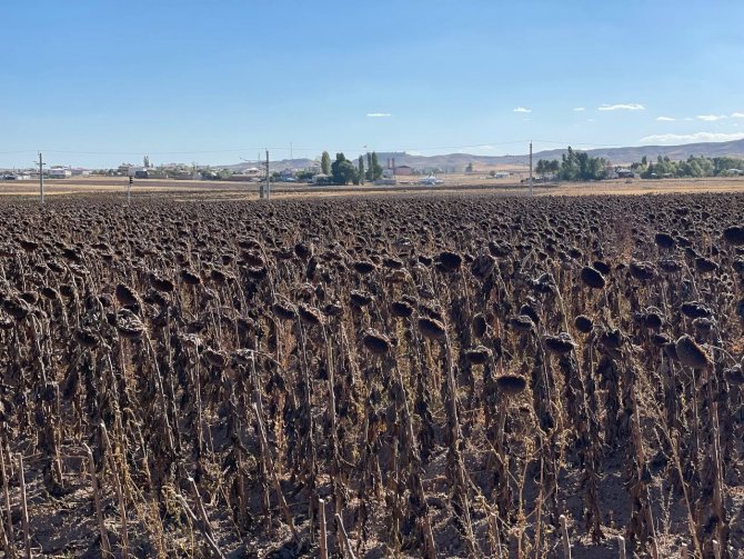 İ̇lk Defa Ekildi, Beklenenin Üzerinde Verim Alındı