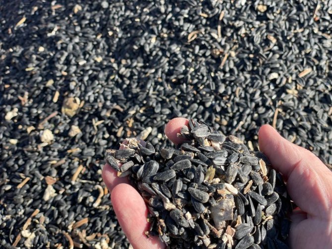 İ̇lk Defa Ekildi, Beklenenin Üzerinde Verim Alındı