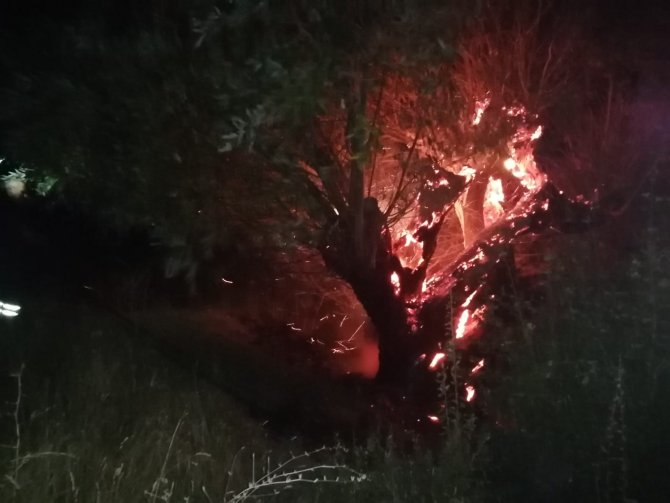 Yanan Ağaç İtfaiye Ekiplerince Söndürüldü