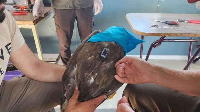 Uydu Vericisiyle Takip Edilen Kartal 430 Kilometre Yol Aldı