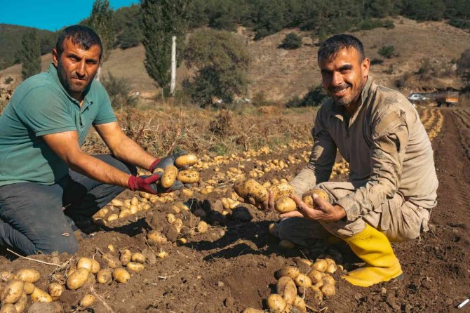Patateste 40 Bin Tona Yakın Rekolte Bekleniyor