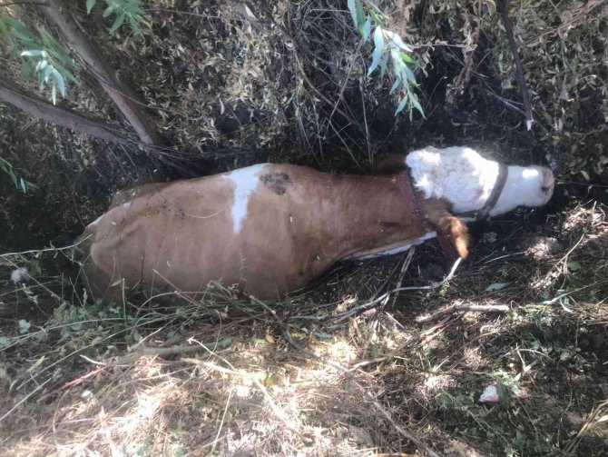 Bataklığa Saplanan İnek Kurtarıldı