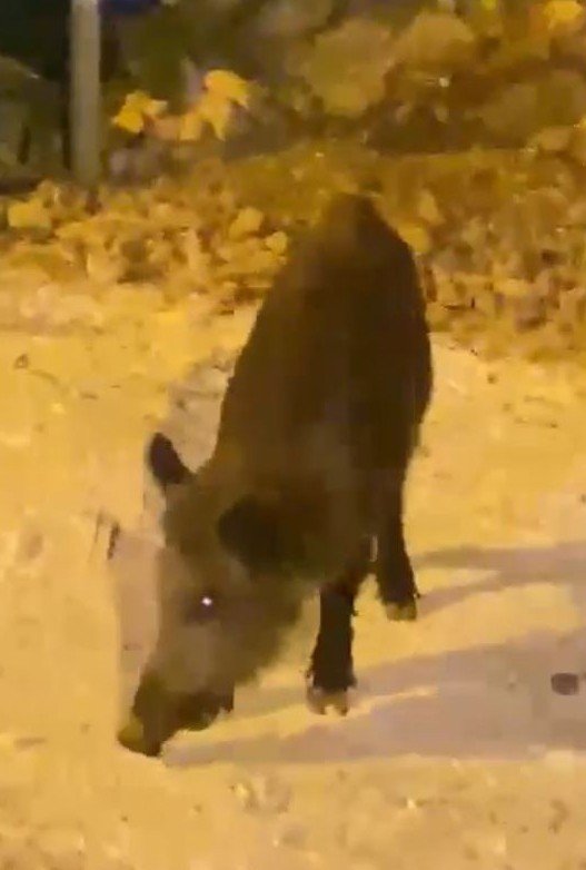 Kızının Çekmeye Bile Korktuğu Yaban Domuzlarını Elleriyle Besledi