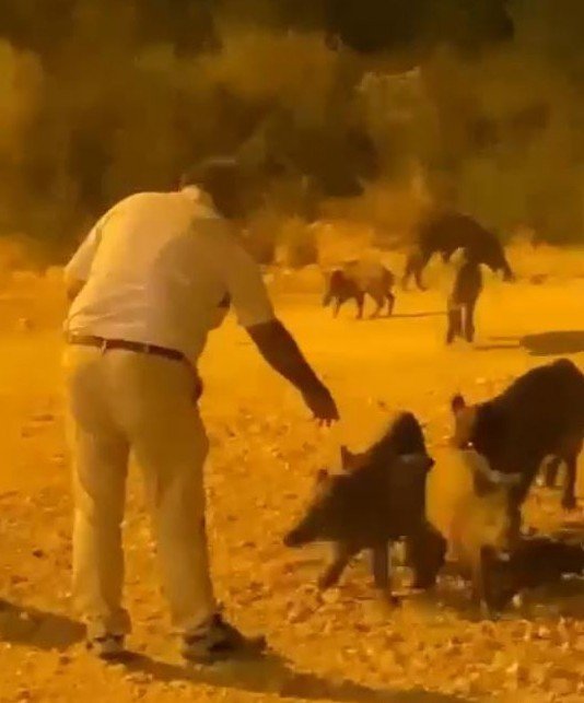 Kızının Çekmeye Bile Korktuğu Yaban Domuzlarını Elleriyle Besledi