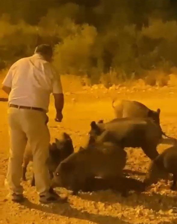 Kızının Çekmeye Bile Korktuğu Yaban Domuzlarını Elleriyle Besledi