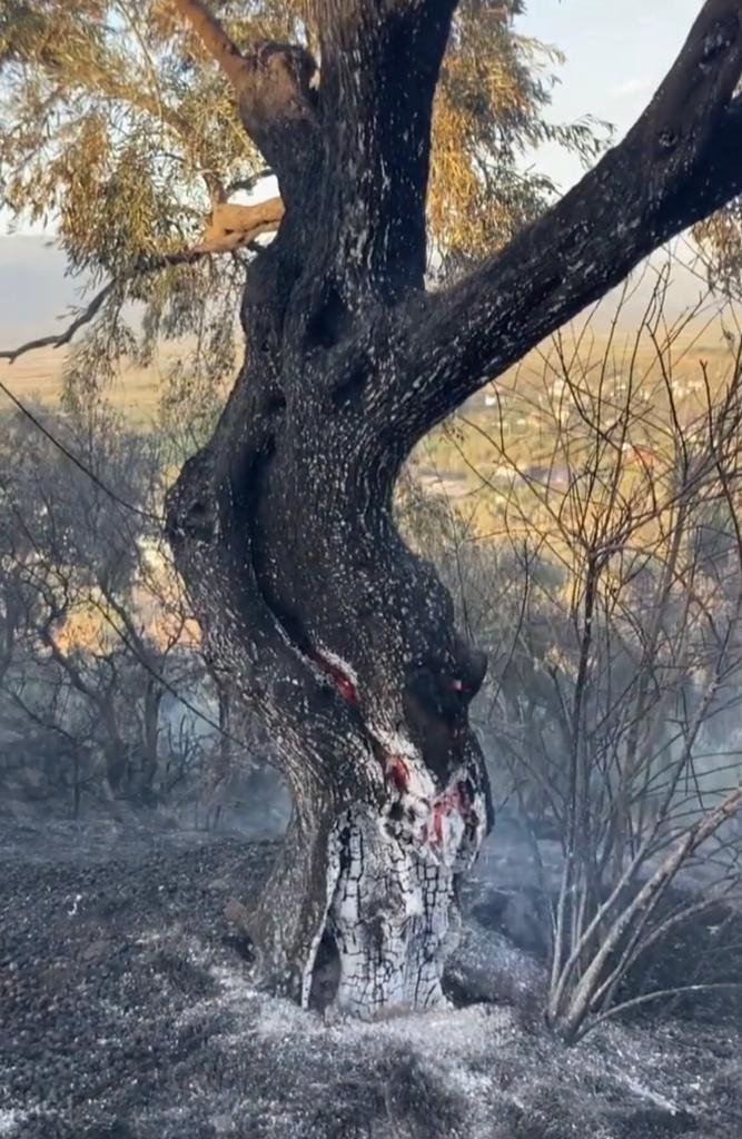 Mangal Keyfi İçin Zeytinlik Yakan Şüpheliler Gözaltına Alındı
