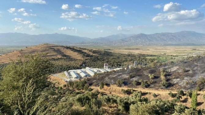 Mangal Keyfi İçin Zeytinlik Yakan Şüpheliler Gözaltına Alındı