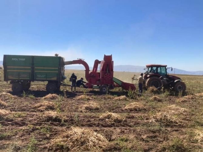 Güroymak’ta Fasulye Hasadı