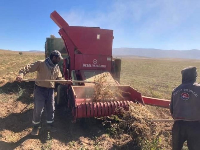 Güroymak’ta Fasulye Hasadı