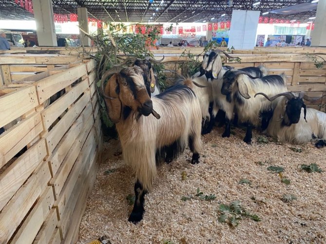 2. Geleneksel Koyun Keçi Ekipmanları Festivaline Yoğun İlgi