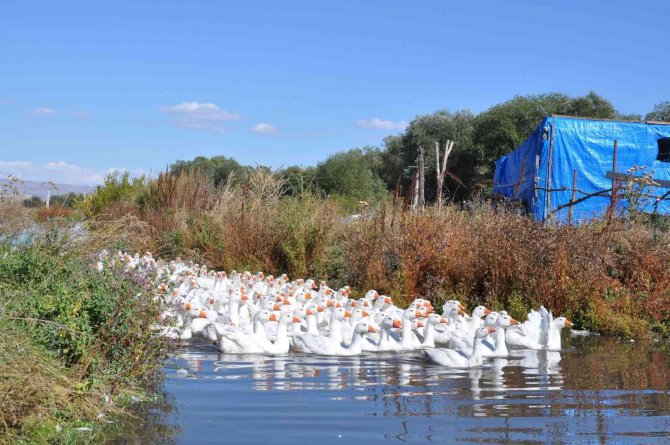 Kars’ta Kazlar Besiye Alındı