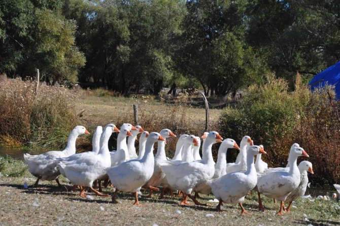 Kars’ta Kazlar Besiye Alındı