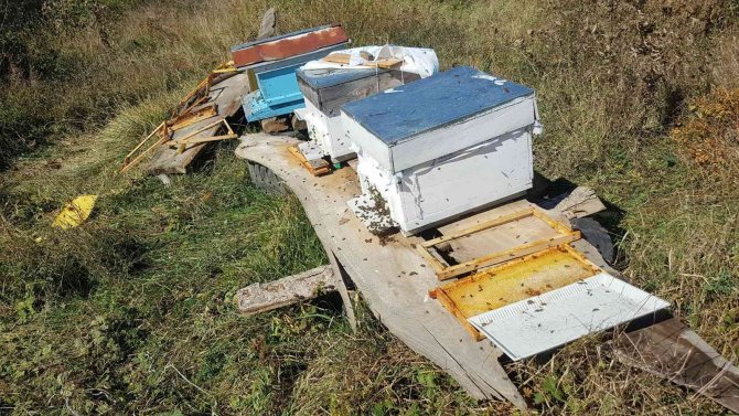 Kastamonu’da Ayılar Arı Kovanlarını Parçaladı