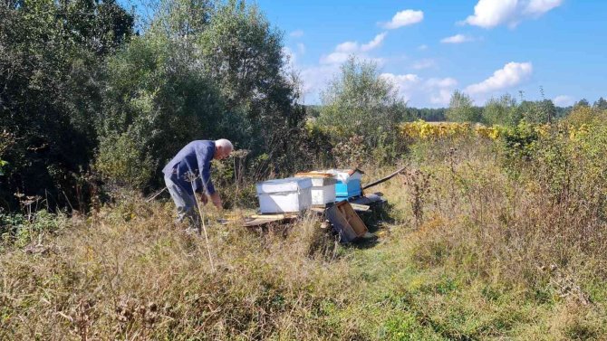 Kastamonu’da Ayılar Arı Kovanlarını Parçaladı