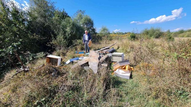 Kastamonu’da Ayılar Arı Kovanlarını Parçaladı