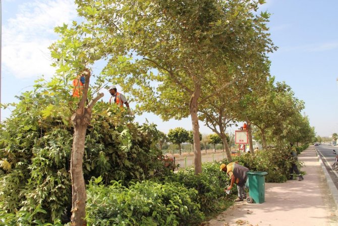 Kilis’te Ağaçlar Budanıyor
