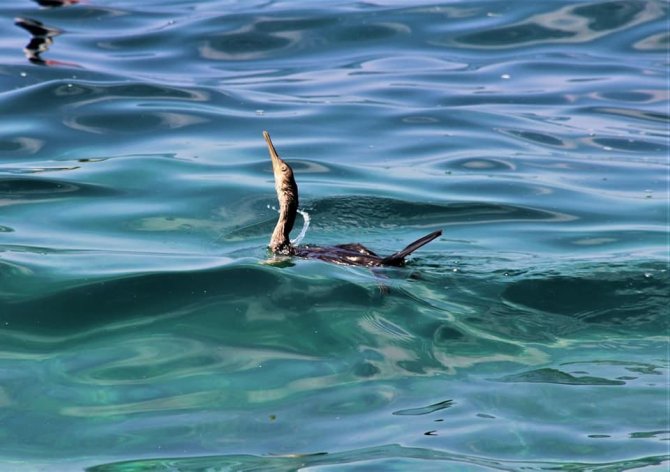 Ekodosd’tan Balıkçılara “Olta İğnesi” Uyarısı