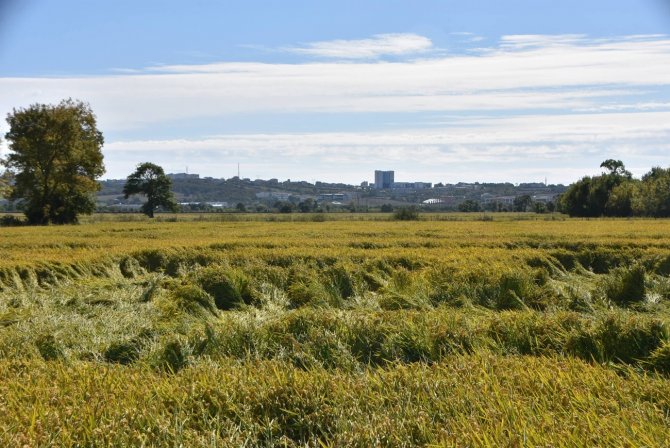 Sinop’ta Fırtına, Tarım Arazilerine Zarar Verdi