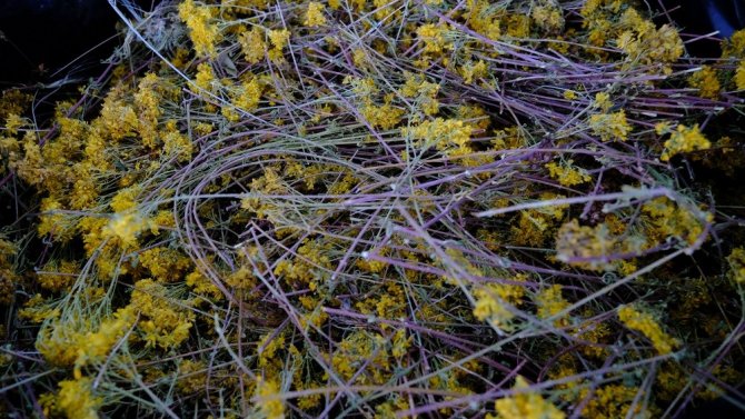 Kimyasal Madde Kullanmadan Uçucu Yağ Ürettiler