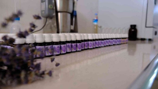 Kimyasal Madde Kullanmadan Uçucu Yağ Ürettiler