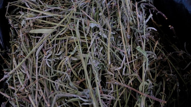 Kimyasal Madde Kullanmadan Uçucu Yağ Ürettiler