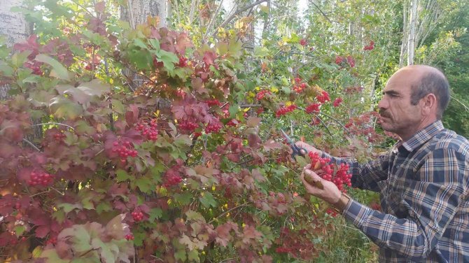 Şifa Deposu Gilaburu Hasadı Başladı