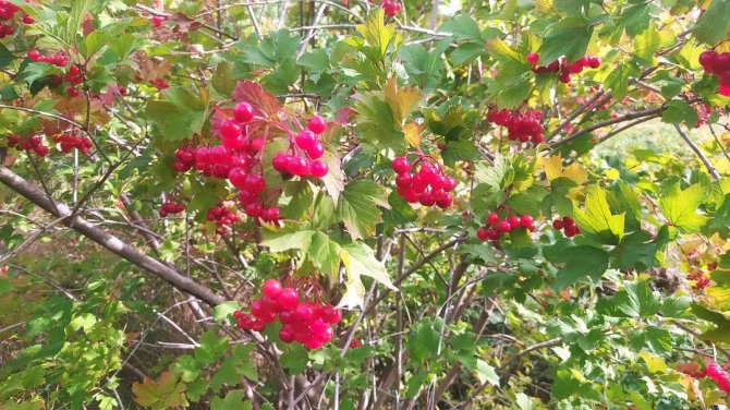 Şifa Deposu Gilaburu Hasadı Başladı