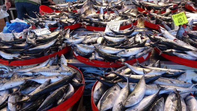 Palamutun Doğu Karadeniz’e Hala Göç Etmemiş Olması Trabzonlu Balıkçıları Şaşırttı