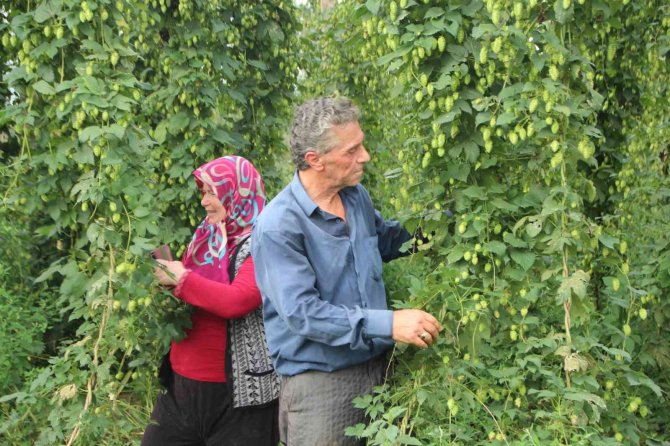 Türkiye’de Sadece Bilecik’te Yetişen Şerbetçi Otunun Kolonyasında Seri Üretime Geçilecek