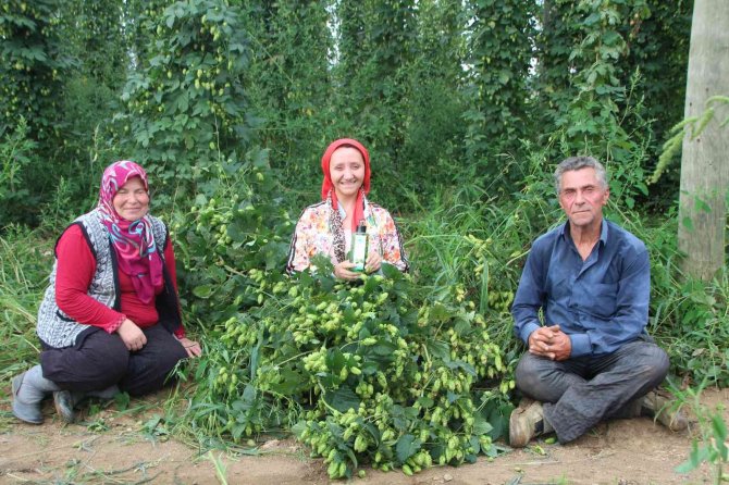 Türkiye’de Sadece Bilecik’te Yetişen Şerbetçi Otunun Kolonyasında Seri Üretime Geçilecek