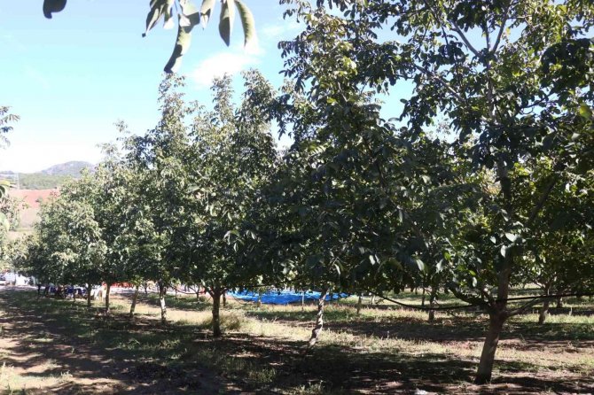 Yalova’da Ceviz Hasadı Başladı